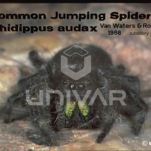 Jumping Spider Front