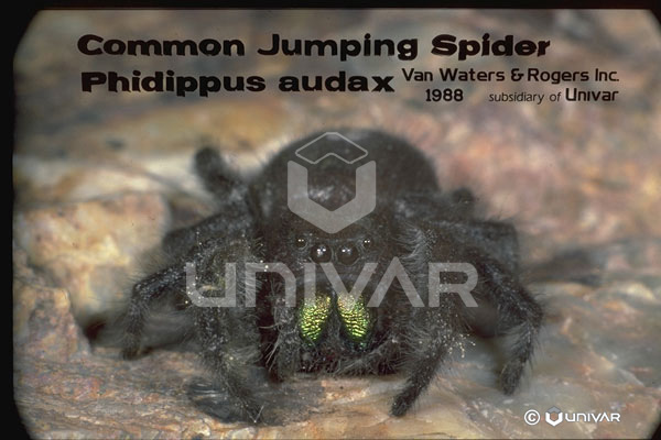 Jumping Spider Front