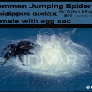 Jumping Spider Female with Egg Sac
