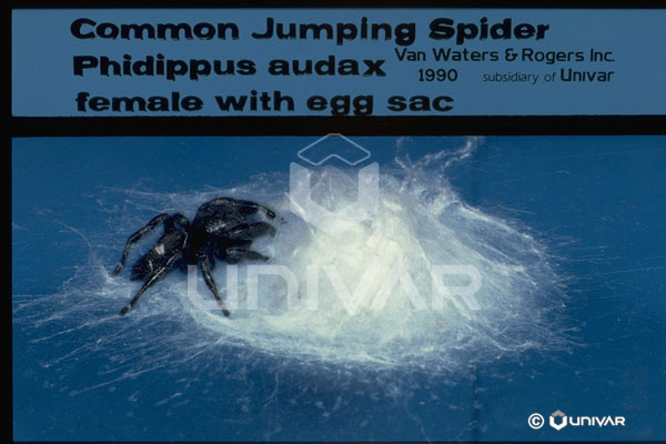 Jumping Spider Female with Egg Sac