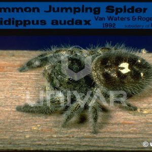 AS06_16Jumping Spider