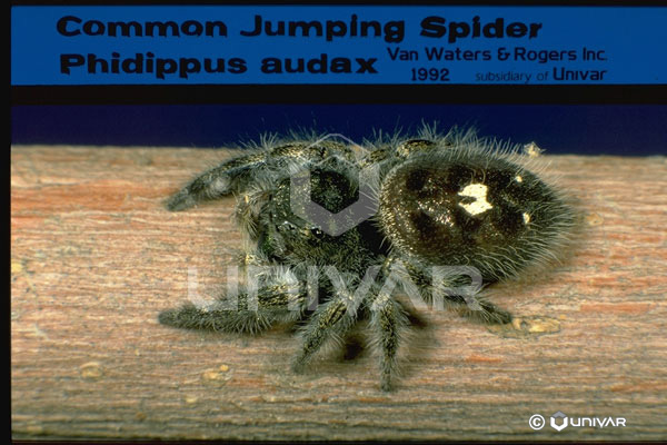 AS06_16Jumping Spider