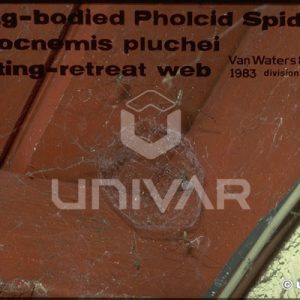Cellar Spider Mating-Retreat Web