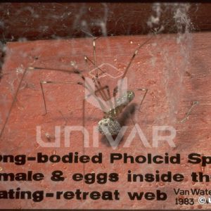 Cellar Spider and Eggs in Mating-Retreat Web