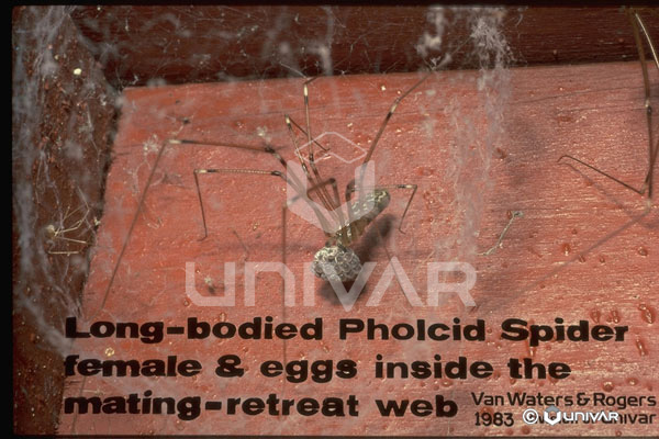 Cellar Spider and Eggs in Mating-Retreat Web