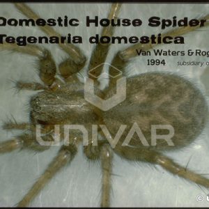 Funnel Web Spider Close-up