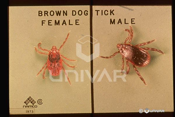 Brown Dog Tick Male Female Comparison