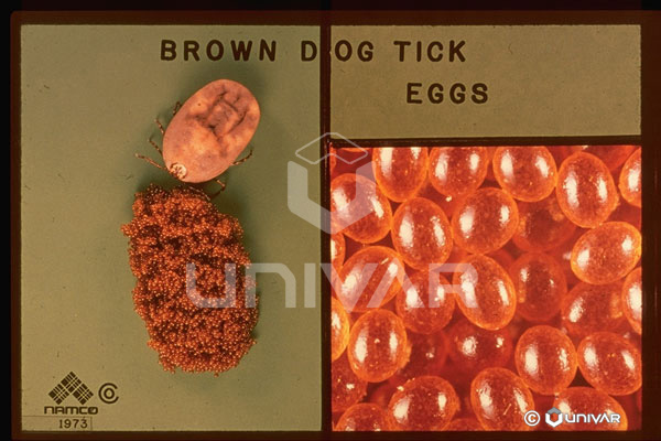 Brown Dog Tick Eggs
