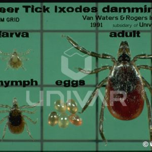 Deer Tick (larva, nymph, eggs, adult)