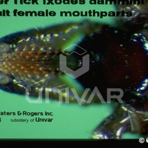 Deer Tick Mouthparts