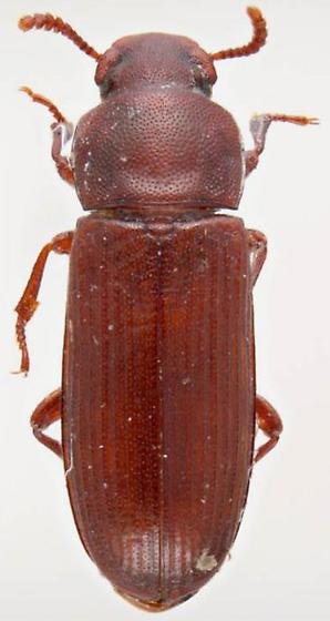 Confused Flour Beetle photo by Pest and Diseases Image Library, http://bugguide.net/node/view/897695