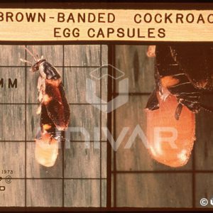 Brown Banded Cockroach Egg Capsules