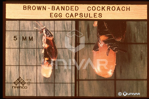 Brown Banded Cockroach Egg Capsules