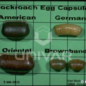 Cockroach Eggs Comparison
