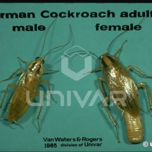 German Cockroach Male and Female Comparison