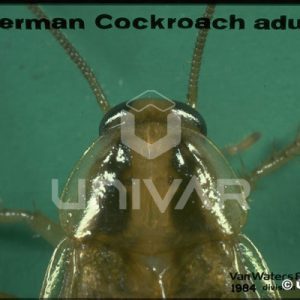 German Cockroach Head