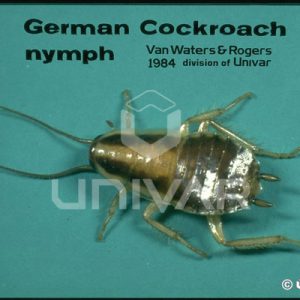 German Cockroach Nymph