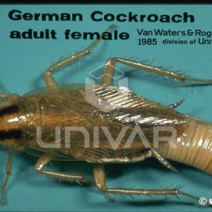 German Cockroach Female