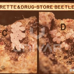 Cigarette & Drugstore Beetle Eggs