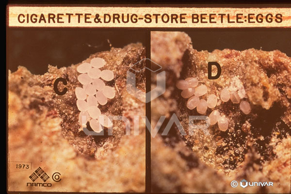 Cigarette & Drugstore Beetle Eggs