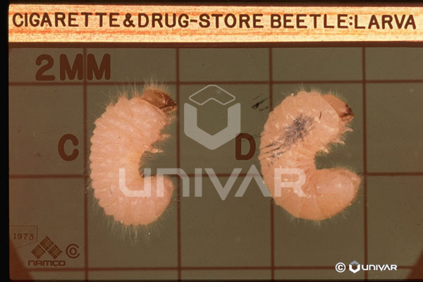 Cigarette & Drugstore Beetle Larva
