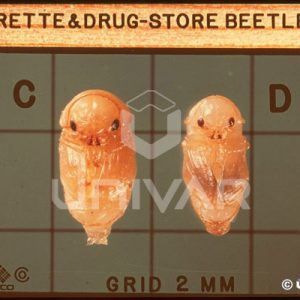 Cigarette & Drugstore Beetle Pupa