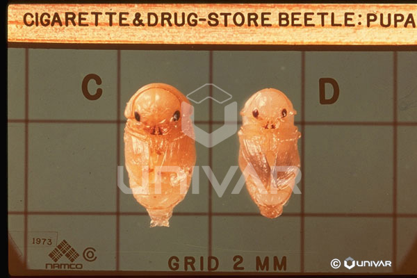 Cigarette & Drugstore Beetle Pupa