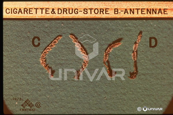 Cigarette & Drugstore Beetle Antennae