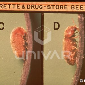 Cigarette & Drugstore Beetle Side