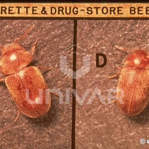 Cigarette & Drugstore Beetle Top