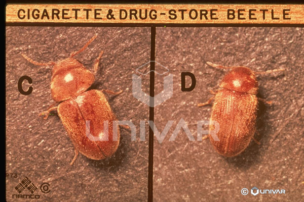 Cigarette & Drugstore Beetle Top