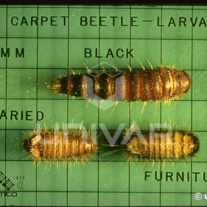 Carpet Beetle Larva