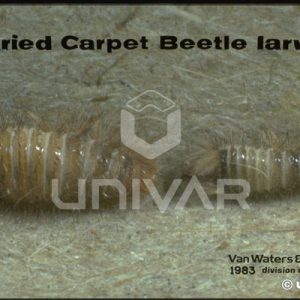 Varied Carpet Beetle Larvae