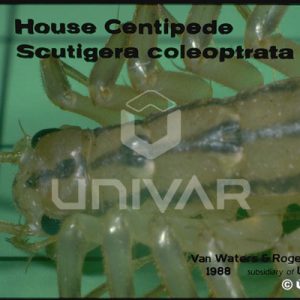 House Centipede Detail