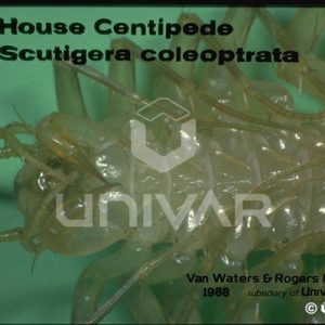 House Centipede Detail