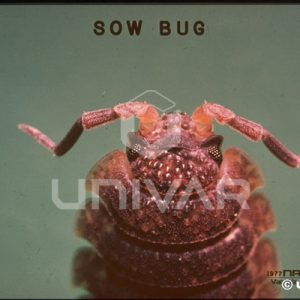 Sowbug Antennae
