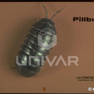Pillbug