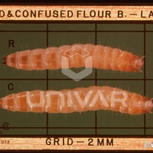 Red & Confused Flour Beetle Larva