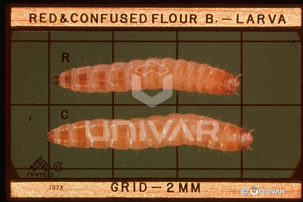 Red & Confused Flour Beetle Larva