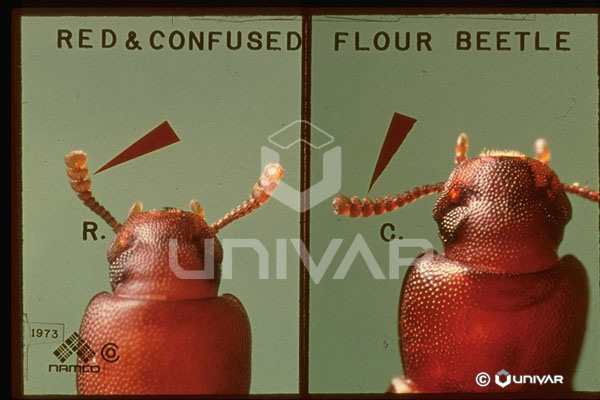 Red & Confused Flour Beetle Antennae