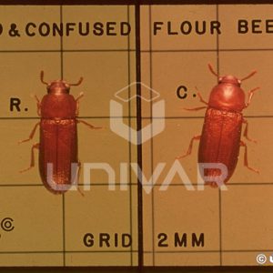 Red & Confused Flour Beetle