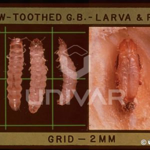 Saw-Toothed Grain Beetle Larva & Pupa