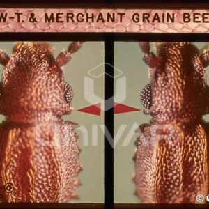 Saw-Toothed & Merchant Grain Beetle Detail