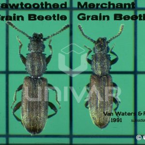 Saw-Toothed & Merchant Grain Beetle