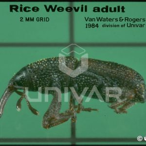 Rice Weevil Side
