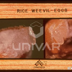 Rice Weevil Eggs