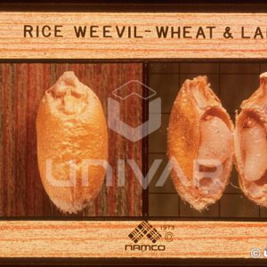 Rice Weevil Larva in Wheat