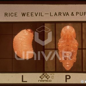Rice Weevil Larva