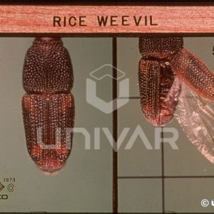 Rice Weevil Wing