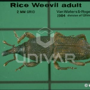 Rice Weevil Top